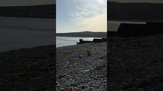 Another cracker of a day in Stonehaven today 🏴󠁧󠁢󠁳󠁣󠁴󠁿☀️ ExploringScotland Scotland Stonehaven [upl. by Lenrow648]