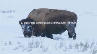 4 Reasons to Visit Yellowstone in the Winter  Collette  USA Tours [upl. by Yrem]