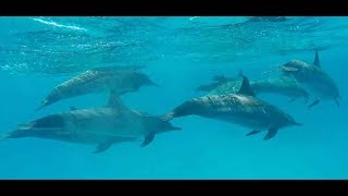 Royal Brayka Beach 2018  full video of snorkeling with turtles and dolphins [upl. by Nnael194]