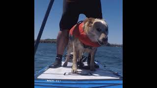 Doggo goes paddleboarding with human companion [upl. by Yrrehs]