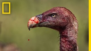 Vultures  Photographing the Antiheroes of Our Ecosystems  Exposure [upl. by Hal]