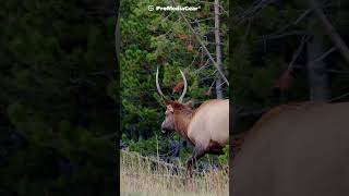 Capturing the Majestic Elk of Yellowstone with ProMediaGear [upl. by Atirak10]