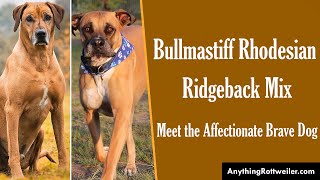 Bullmastiff Rhodesian Ridgeback Mix Meet the Affectionate Brave Dog [upl. by Sremmus]