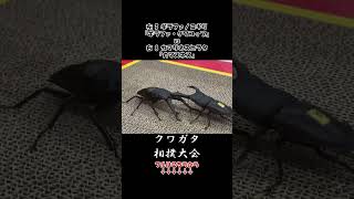 ギラファノコギリクワガタ ギラファ・クワコップ vs カマリネスヒラタクワガタ カマスネス 虫バトル 昆虫バトル [upl. by Hara43]