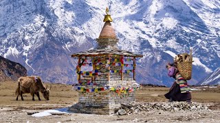 Where Tibet and Nepal Meet Tsum Valley Trekking Nepal Himalaya [upl. by Maure42]