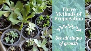 Succulent Propagation Methods and Stages  3 Ways to propagate succulents  my backyard update [upl. by Namyh]