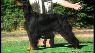 Gordon Setter  AKC Dog Breed Series [upl. by Aivad148]