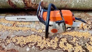 Stihl MS 280 547cc  38HP vs Big Beech Firewood [upl. by Cattima]