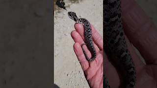 This Snake Plays Dead When You Touch It But WHY shorts snakebe hognosesnake [upl. by Daus]