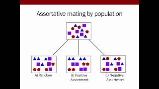 Goldberg A mechanistic model of assortative mating in a hybrid population [upl. by Tebzil]