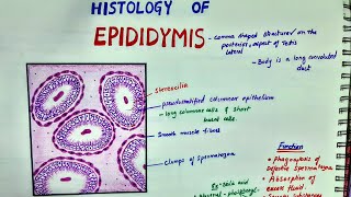 Histology Of Epididymis [upl. by Otipaga306]