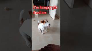 Im hungry pls feed me doglover cutedog jackrussell terrier rocky eating shorts ytshortscute [upl. by Asiul]