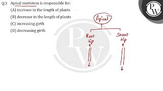 Apical meristem is responsible for [upl. by Nodnerb]