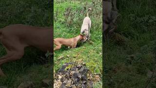 ferreting hunting rabbiting lurcher huntinguk workingdogs fieldsports ferrets rabbithunting [upl. by Asila993]