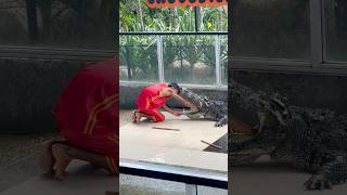 Guy Puts Hand Down Crocodile’s Throat in Phuket Thailand shorts crocodile crazy show phuket [upl. by Wade713]