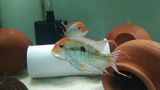 GEOPHAGUS RED HEAD TAPAJOS  SOUTH AMERICAN CICHLIDS  55 GALLON AQUARIUM [upl. by Dyna]