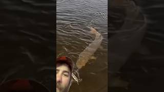 World Class Musky 🎣 musky giant wisconsin fishing adventure topwater [upl. by Aphra]