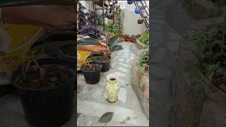 Propagation of rubber plant nature  part 1  viral short [upl. by Anidam54]