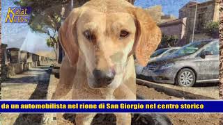 Caltagirone la storia di Sweet la cagnolina di quartiere sterilizzata investita da auto pirata [upl. by Acirem]