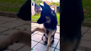 quotWatch my German Shepherd give the cutest paw 🐾🇩🇪 DogLover GermanShepherd Adorable PawShake [upl. by Rubel]