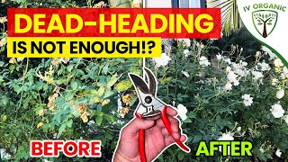 DeadHeading Roses 🥀🌹  HOW TO Prune For Maximum Vigor amp Flowers [upl. by Assiruam]