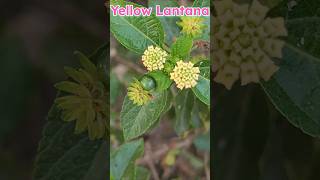 Lantana flowerlantana plantlantana plant careflowersRinkutimevlogviralshortsshort [upl. by Kcyred828]