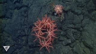 Sea star bonanza Deepocean brisingids [upl. by Nonnahsed]