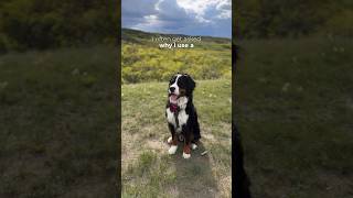 Managing Benny’s collapsed trachea dogcare bernesemountaindog dogshorts doglover dogs dog [upl. by Heater492]