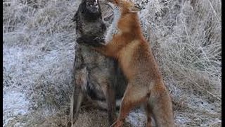 Fox vs dog Top attacks Fox stronger dog Fox bolder dogs [upl. by Sonahpets]