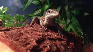 Green Ameiva Feeds on Large Cricket [upl. by Venable]