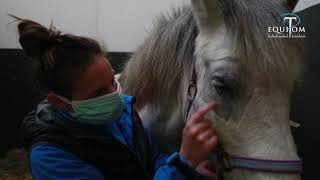 Vétérinaire  Mélanome sur la paupière chez le cheval Explication 🇫🇷🇳🇱 [upl. by Frankel]