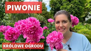 Jak uprawiać piwonie  królowe ogrodu [upl. by Iturhs647]