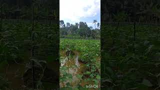 പയർ കൃഷി  Cowpea farm farming agriculturepayar cowpea [upl. by Dorolice]