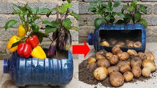 GROW Potatoes Eggplant and Bell Peppers in ONE Garden Hack [upl. by Leuqim]