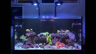 Reef Tank Update July 10 2022 [upl. by Ethelind]