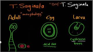 Parasitology 09 T saginata amp T solium »DrMoaz [upl. by Junko]