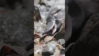 The homeless platypus animalshorts animals cuteanimal shortvideo [upl. by Linnet]