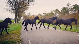 You will never believe how we bring in these amazing Friesian horses [upl. by Luckett]