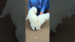 Cutest puppies Playing  Russian Dogs  peshawardogcenter animals dog pets puppy cute [upl. by Roel682]