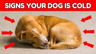 12 SIGNS That Your Dog is COLD 5 Tips To Warm Them [upl. by Rockel811]