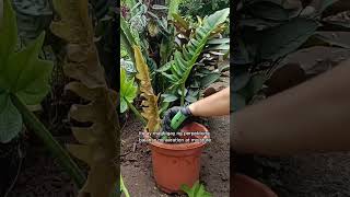 PROPAGATING A LEGGY PHILODENDRON SERRATUMSTEM CUTTINGS PROPAGATION plantpropagation [upl. by Aldos703]