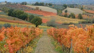 UMBRIA  FOLIAGE  COLORI AUTUNNALI  LE VIGNE  Full HD [upl. by Eeresid525]