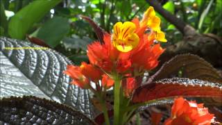 Black Flamingo  Sunset Bells  Copper Leaf  Chrysothemis Pulchella [upl. by Sorkin]