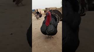 Domestic Turkey Bird  Turkey Voice  Wild Turkey  Turkey Flying  Turkey Call  Turkey Bird Sound [upl. by Ahserak]