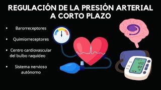 Regulación de la Presión Arterial a CORTO PLAZO [upl. by Ettelrats988]