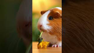 Cutest Guinea Pig Ever 🐹 Watch This Adorable Dandelion Snack Moment shorts [upl. by Ancilin154]