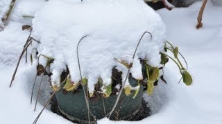 Can Flytraps and Sarracenia Survive Frost [upl. by Eohce478]