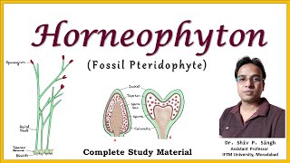 Horneophyton  A fossil Pteridophyte  BSc Botany  MSc Botany [upl. by Nataline165]