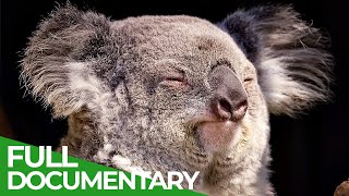 Wildlife  Just Marsupials  Free Documentary Nature [upl. by Dawn]