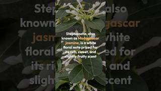 Romantic amp Floral Essence of Stephanotis Fragrance Breakdown StephanotisFragrance WhiteFlorals [upl. by Ain443]